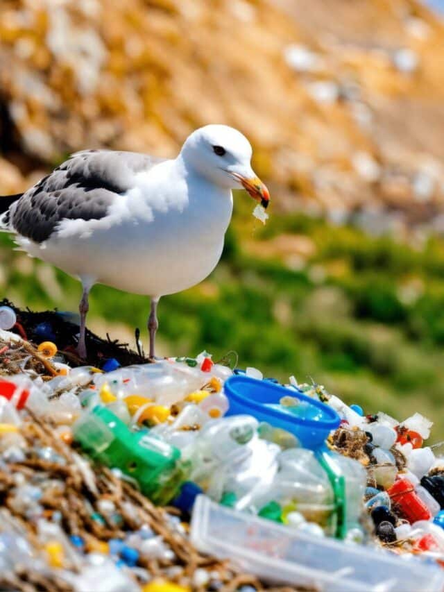 Solutions to Plastic Pollution in Everyday Life